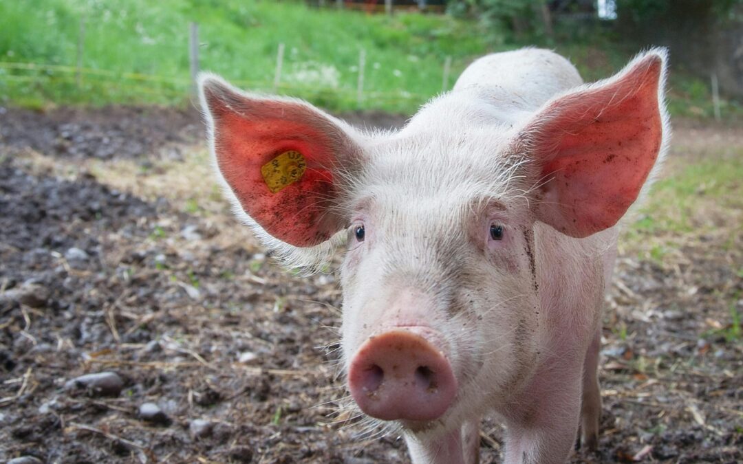 Manosphere: Sind alle Männer Schweine?